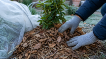 Imagen de El truco casero que ayuda a proteger las plantas de las heladas sin gastar dinero