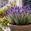 Imagen de Cinco trucos para que tu lavanda florezca más y perfume toda la casa