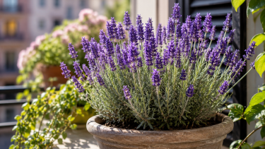 Cinco trucos para que tu lavanda florezca más y perfume toda la casa