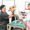 Imagen de La carrera de Medicina Veterinaria más austral del país crece en Río Negro e impulsa la economía de Valle Medio