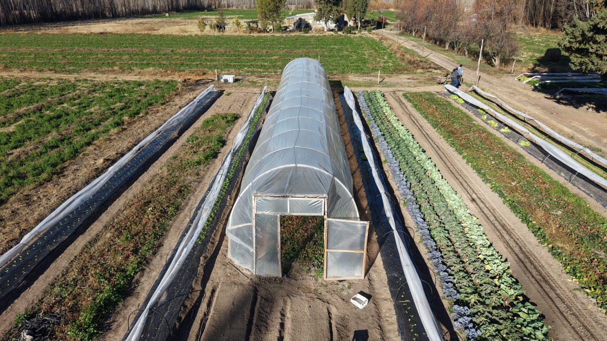 De trabajador rural a referente de frutillas en Valle Medio