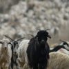 Imagen de De Vaca Muerta a la agroindustria: el apoyo a la producción