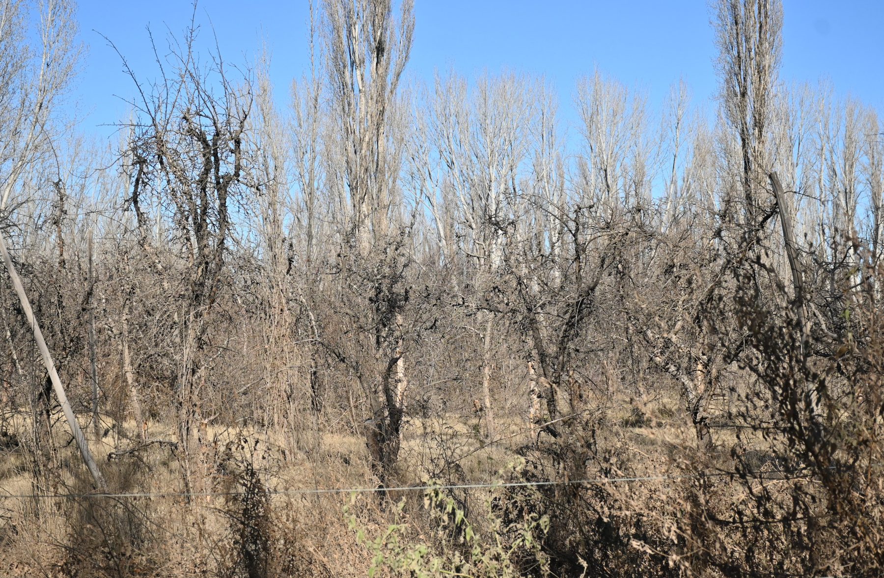Villas agroecológicas ofrecen nueva vida a chacras del Alto Valle