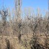 Imagen de Villas agroecológicas: una segunda oportunidad para las chacras en el Alto Valle
