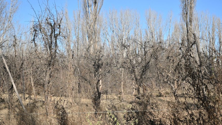 Una propuesta para recuperar chacras abandonadas en el Alto Valle. (Flor Salto).
