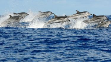 El espectáculo natural que transforma la costa de Río Negro cada invierno