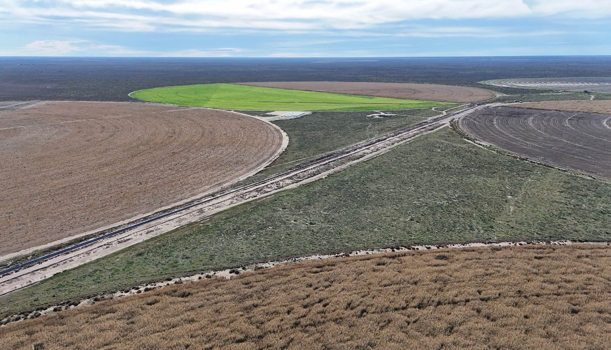 Cinco círculos de riego en Cuatro Chañares, el productivo campo agrícola, hortícola y ganadero que se hace lugar en la árida barda del norte de la Patagonia.