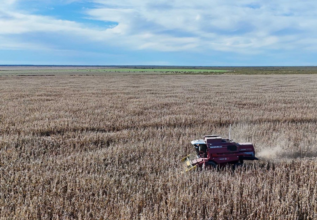 Cosecha de maíz en Cuatro Chañares: es un cultivo clave en la rotación agrícola del establecimiento.