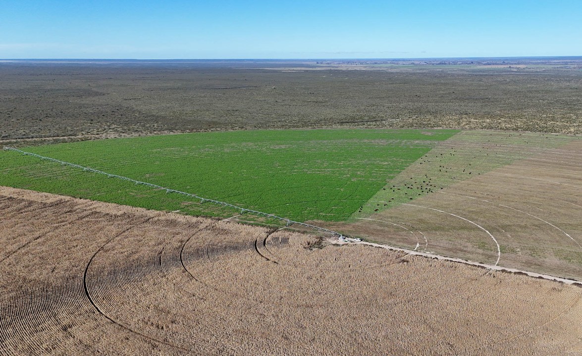 Vicia, maíz y ganadería en pleno desierto de la Patagonia.