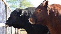 Imagen de Créditos atados al valor del novillo: una herramienta que busca impulsar la producción ganadera