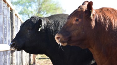 Créditos atados al valor del novillo: una herramienta que busca impulsar la producción ganadera