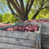 Imagen de Agricultura regenerativa: el camino que transforma la fruticultura del Alto Valle
