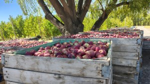 Agricultura regenerativa: el camino que transforma la fruticultura del Alto Valle