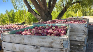 Agricultura regenerativa: el camino que transforma la fruticultura del Alto Valle