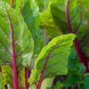 Imagen de Aprovechá los días de humedad en el Alto Valle y sembrá ahora: las plantas y verduras que mejor crecen en esta época