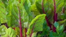 Imagen de Aprovechá los días de humedad en el Alto Valle y sembrá ahora: las plantas y verduras que mejor crecen en esta época