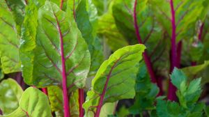 Aprovechá los días de humedad en el Alto Valle y sembrá ahora: las plantas y verduras que mejor crecen en esta época