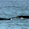 Imagen de Orcas, acantilados y mar patagónico: la experiencia que atrae visitantes cada invierno a la costa de Río Negro