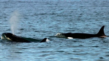 Orcas, acantilados y mar patagónico: la experiencia que atrae visitantes cada invierno a la costa de Río Negro