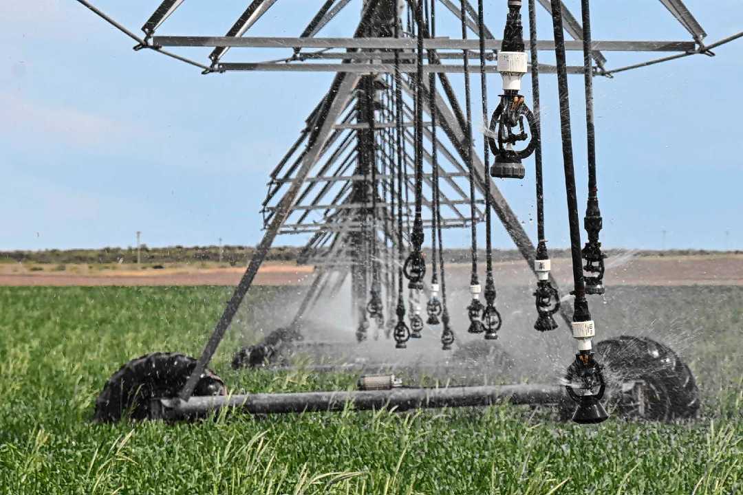 Los sistemas productivos de California y Río Negro se asemejan.