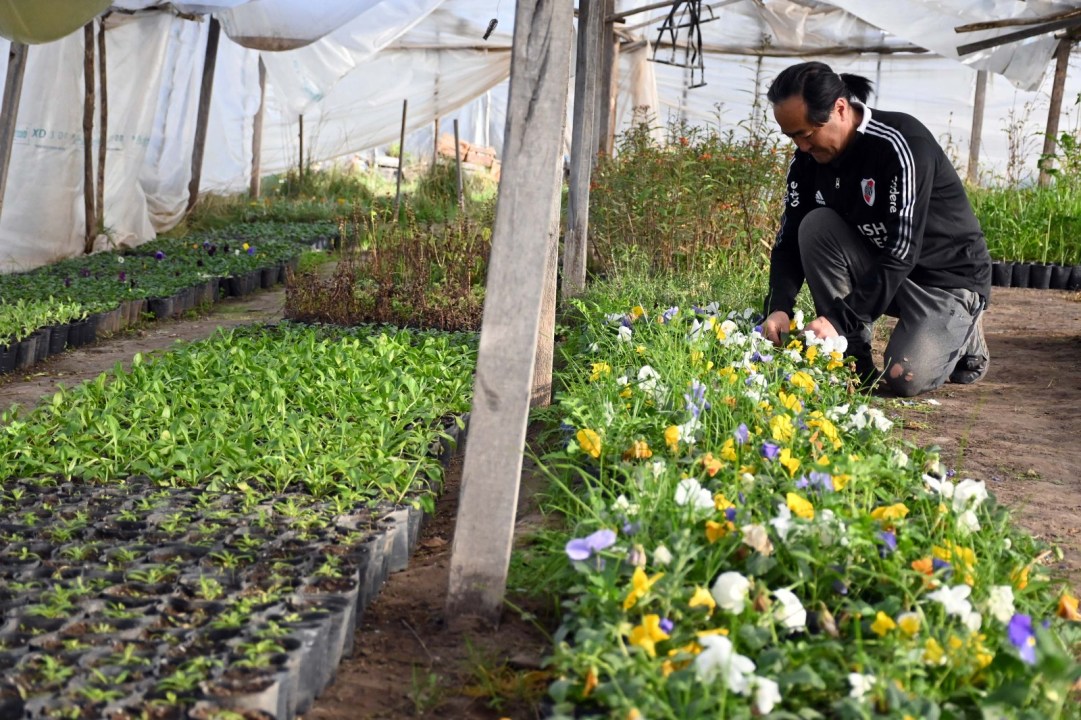 Pensamientos, prímulas y violas forman parte de las más de 30 variedades que produce la familia Tanaka en el Valle Inferior. Foto: Marcelo Ochoa.