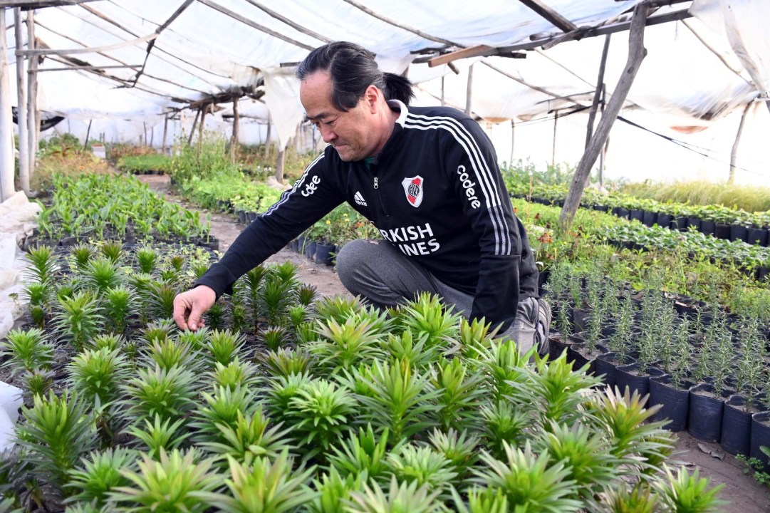 Entre plantas y flores, Julián trabaja junto a su pareja en un emprendimiento que hoy cuenta con nueve invernaderos en el Idevi. Foto: Marcelo Ochoa.