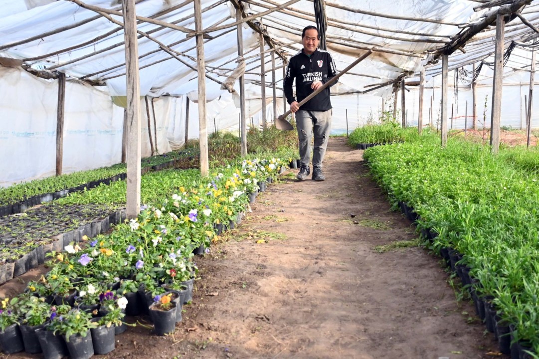 "Cada planta tiene sus mañas", asegura Julián, quien lleva toda una vida vinculada a la producción florícola. Foto: Marcelo Ochoa.