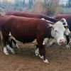 Imagen de Recuperaron seis vacas robadas en Valle Medio y detuvieron a un hombre acusado de abigeato agravado