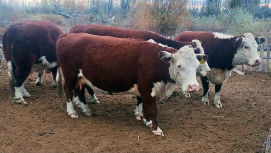 Los animales recuperados fueron reconocidos por el denunciante y restituidos tras las diligencias judiciales realizadas en la chacra.

