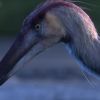 Imagen de Kank australis: el dinosaurio que vuelve a poner a la Patagonia en el mapa de la ciencia mundial