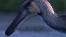 Imagen de Kank australis: el dinosaurio que vuelve a poner a la Patagonia en el mapa de la ciencia mundial