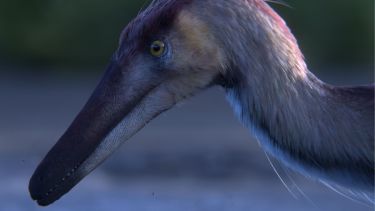 Kank australis: el dinosaurio que vuelve a poner a la Patagonia en el mapa de la ciencia mundial