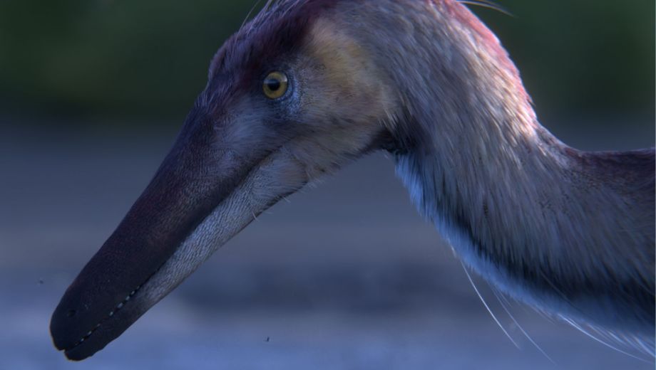 Reconstrucción de Kank australis, la nueva especie de dinosaurio hallada en Santa Cruz. El animal habría vivido hace unos 70 millones de años en ambientes dominados por ríos y lagunas, en una Patagonia muy distinta a la actual. Gabriel Díaz Yantén, Museo Argentino de Ciencias Naturales. 