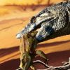 Imagen de Descubren en Río Negro una nueva especie de cocodrilo terrestre que vivió hace más de 100 millones de años