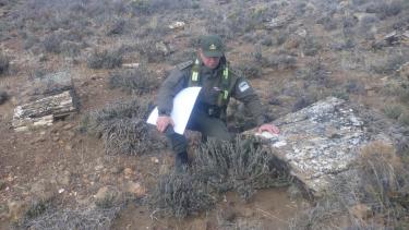 Compró un campo y encontró un bosque petrificado en Pilcaniyeu: la historia detrás del hallazgo