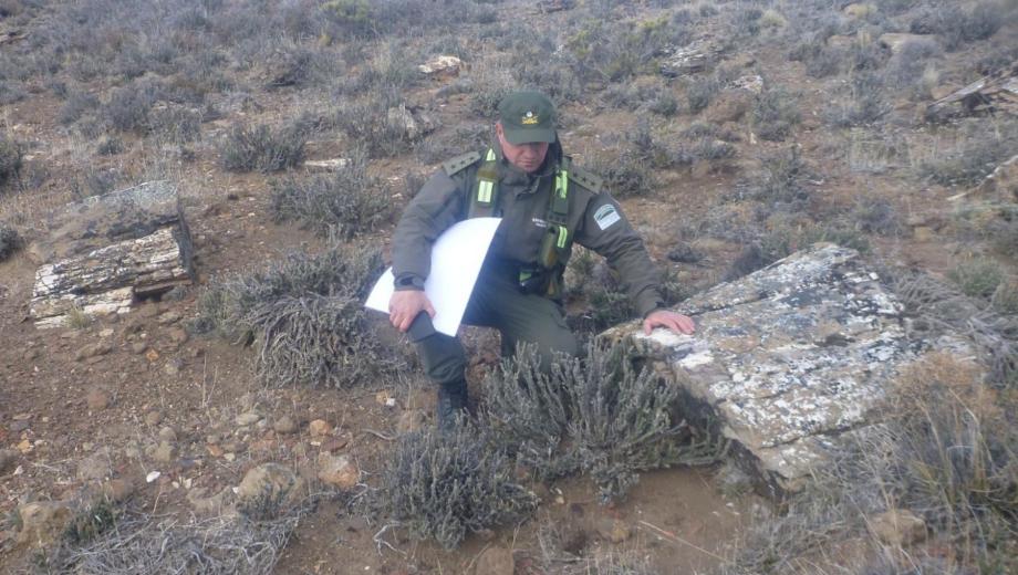 Los troncos fosilizados aparecen dispersos sobre la superficie de la meseta. La magnitud y el estado de conservación del hallazgo despertaron el interés de investigadores y organismos de protección patrimonial. Foto gentileza. 