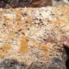 Imagen de Descubrieron en Paso Córdoba una nueva especie de palmera fósil de hace 20 millones de años