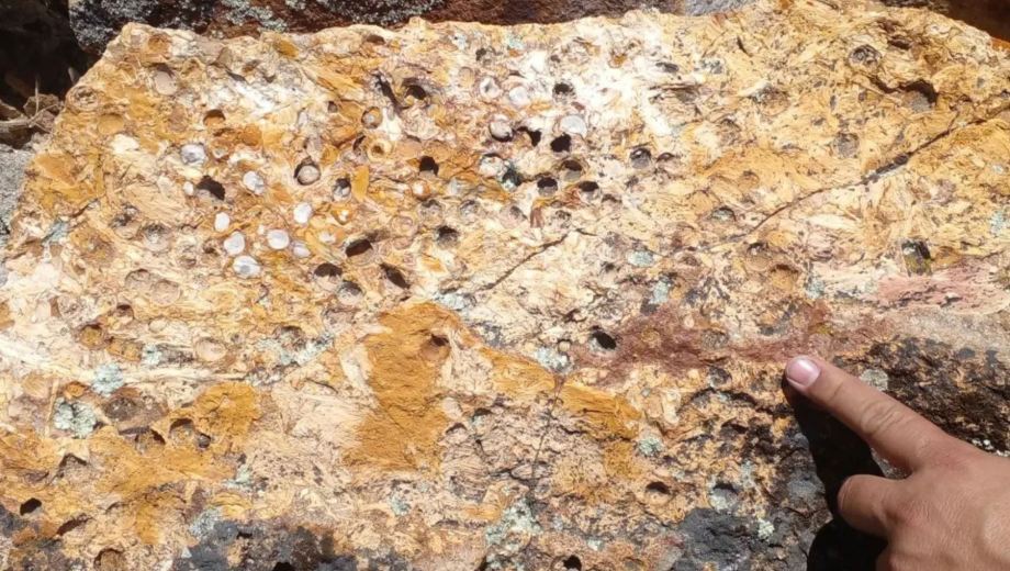 Los restos fósiles provienen del sector conocido como Valle de la Luna Amarillo, ubicado al sur de General Roca dentro del Área Natural Protegida Paso Córdoba. Foto gentileza. 