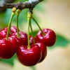 Imagen de Hortifrut, una de las mayores frutícolas de Chile, se aleja de la producción de cerezas y se concentrará en berries