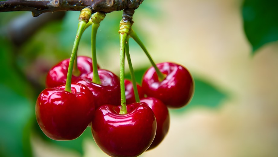 Las pérdidas sufridas por el negocio de las cerezas llevaron a Hortifrut a modificar su rumbo productivo.