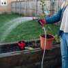Imagen de El riego de las plantas en invierno: el manual definitivo para evitar errores letales en tu jardín