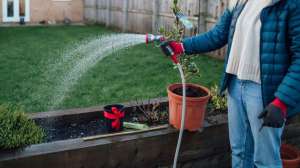 Cómo regar tus plantas en invierno sin riesgo: consejos para mantenerlas saludables