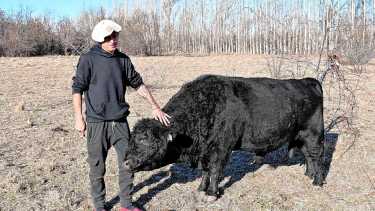 Un tropiezo y volver a empezar con 16 vacas madres, el plan de un joven productor de Roca para construir una ganadería integrada