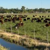 Imagen de De criar ovejas a criar vacas, el camino de una reconocida familia ganadera de Valle Medio que ya transita la cuarta generación
