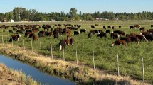 Imagen de De criar ovejas a criar vacas, el camino de una reconocida familia ganadera de Valle Medio que ya transita la cuarta generación