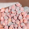 Imagen de G-Pro Easy Flow: la innovación biológica que busca revolucionar el cultivo de maíz en la Patagonia