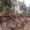 Imagen de Tras la multa millonaria, el municipio de Villa La Angostura dio más detalles del plan de recuperación ambiental