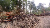 Imagen de Tala ilegal en Villa La Angostura: tras la multa millonaria, ordenaron replantar más de 50 ejemplares