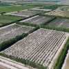 Imagen de El cultivo estrella de la chocolatería que obsesiona a inversores chilenos y trajo a científicos de California a la Patagonia