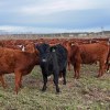 Imagen de No se registra hace más de 30 años: la ganadería argentina alcanzó en mayo un peso promedio de faena récord